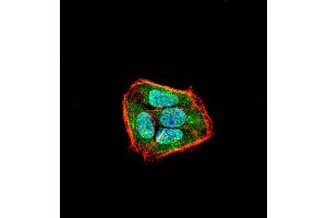 Immunofluorescence analysis of Hela cells using SLINGSHOT-1L mouse mAb (green). (SSH1 抗体  (AA 1032-1044))