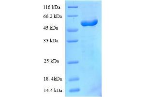 SDS-PAGE (SDS) image for BtuF (AA 24-266) protein (GST tag) (ABIN5712884) (BtuF (AA 24-266) protein (GST tag))