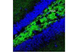 Expression of Synaptotagmin-I in mouse hippocampusImmunohistochemical staining of perfusion-fixed frozen mouse brain sections using Anti-Synaptotagmin-1 (SYT1) Antibody (ABIN7043793, ABIN7044648 and ABIN7044649), (1:400), followed by anti-rabbit-Alexa-488 antibody. (Synaptotagmin I (SYT1) Peptide)