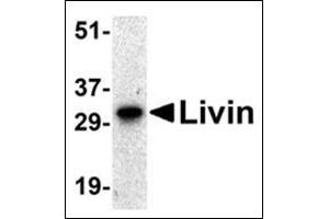 Western blot analysis of Livin expression in human Raji cell lysate with this product at 0. (BIRC7 抗体  (AA 264-280))