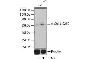 Western blot analysis of extracts of HT-29 cells, using Phospho-Chk1-Ser280 antibody (ABIN3019445, ABIN3019446, ABIN3019447 and ABIN6225372) at 1:1000 dilution. (CHEK1 抗体  (pSer280))