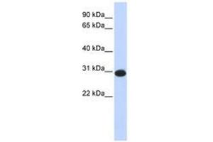 Image no. 1 for anti-Calcium Modulating Ligand (CAMLG) (AA 36-85) antibody (ABIN6741026) (CAMLG 抗体  (AA 36-85))