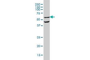 Western Blotting (WB) image for anti-Occludin (OCLN) (AA 423-522) antibody (ABIN562066)