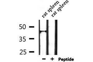 Western blot analysis of extracts from rat spleen, using IL18BP Antibody. (IL18BP 抗体  (C-Term))