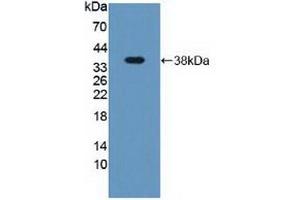 Detection of Recombinant DEFa2, Human using Polyclonal Antibody to Defensin Alpha 2 (DEFa2) (DEFA2 抗体  (AA 18-94))