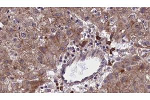 Immunohistochemistry (IHC) image for anti-Olfactory Receptor, Family 1, Subfamily F, Member 1 (OR1F1) (C-Term) antibody (ABIN6259525)