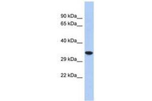 Image no. 1 for anti-Cellular Repressor of E1A-Stimulated Genes 2 (CREG2) (AA 35-84) antibody (ABIN6741238) (CREG2 抗体  (AA 35-84))