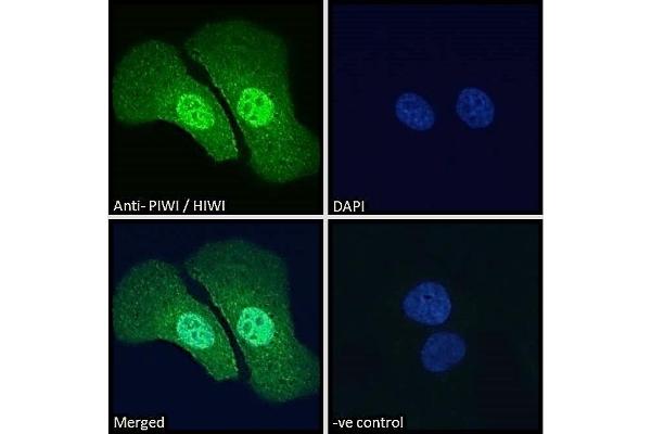 PIWIL1 抗体  (Internal Region)