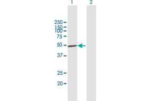 Western Blot analysis of IRF1 expression in transfected 293T cell line by IRF1 MaxPab polyclonal antibody. (IRF1 抗体  (AA 1-325))