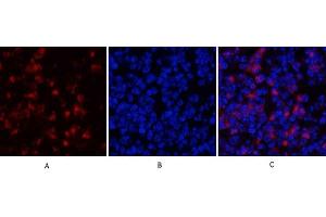 Immunofluorescence analysis of mouse spleen tissue. (MYD88 抗体  (Internal Region))