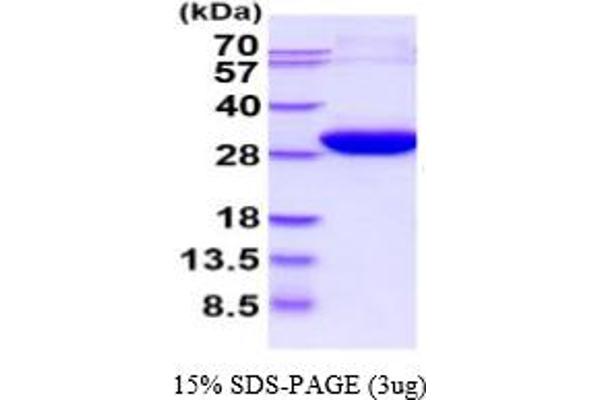 ECHS1 Protein (AA 28-290) (His tag)