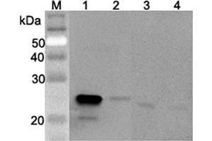 Western blot analysis using anti-GPX3 (mouse), pAb  at 1:2'000 dilution. (GPX3 抗体)