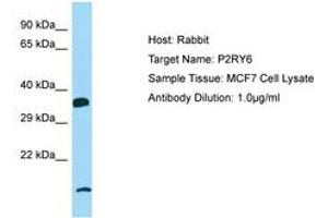 Image no. 1 for anti-Pyrimidinergic Receptor P2Y, G-Protein Coupled, 6 (P2RY6) (AA 109-158) antibody (ABIN6750124) (P2RY6 抗体  (AA 109-158))