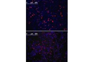 Immunofluorescence (IF) image for anti-Kruppel-Like Factor 4 (Gut) (KLF4) antibody (ABIN3031569)