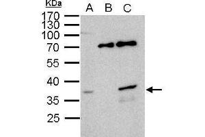 IP Image WBSCR22 antibody immunoprecipitates WBSCR22 protein in IP experiments. (WBSCR22 抗体  (Center))