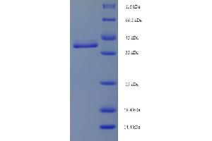 SDS-PAGE (SDS) image for MIS12, MIND Kinetochore Complex Component, Homolog (MIS12) (AA 1-205), (full length) protein (His-SUMO Tag) (ABIN5711855) (MIS12 Protein (AA 1-205, full length) (His-SUMO Tag))
