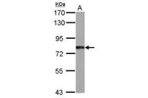 Image no. 1 for anti-Tetratricopeptide Repeat Domain 14 (TTC14) (AA 470-664) antibody (ABIN1501545) (TTC14 抗体  (AA 470-664))