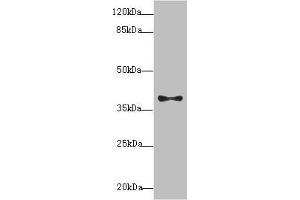 Western blot All lanes: PDCD2L antibody at 1.