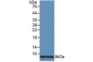 Detection of Recombinant CCL3, Human using Polyclonal Antibody to Macrophage Inflammatory Protein 1 Alpha (MIP1a) (CCL3 抗体  (AA 24-92))