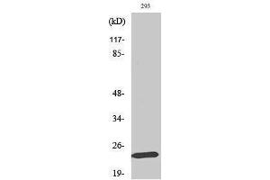 Western Blotting (WB) image for anti-MOB1, Mps One Binder Kinase Activator-Like 1B (MOBKL1B) (Internal Region) antibody (ABIN3185611) (MOB1A 抗体  (Internal Region))