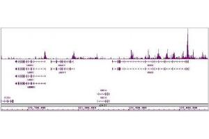 Histone H4ac (pan-acetyl) antibody (pAb) tested by ChIP-Seq. (Histone H4 抗体  (acetylated))