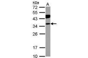 Image no. 2 for anti-Phosphotidylinositol Transfer Protein, beta (PITPNB) (AA 1-266) antibody (ABIN1500227) (PITPNB 抗体  (AA 1-266))