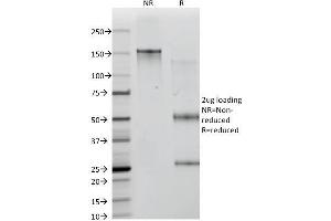 SDS-PAGE Analysis Purified ICOS-L Mouse Monoclonal Antibody (ICOSL/3111). (ICOSLG 抗体  (AA 23-149))