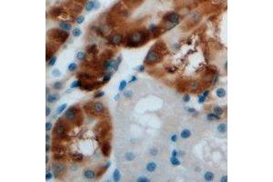 Immunohistochemical analysis of AMY1 staining in mouse kidney formalin fixed paraffin embedded tissue section. (Alpha-amylase 1 抗体)