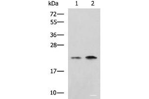 Western blot analysis of Jurkat Raji cell lysates using CHMP6 Polyclonal Antibody at dilution of 1:1000 (CHMP6 抗体)