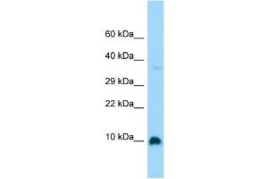 Host: Rabbit Target Name: GNG4 Sample Type: Fetal Brain lysates Antibody Dilution: 1. (GNG4 抗体  (Middle Region))