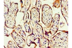 Immunohistochemistry of paraffin-embedded human placenta tissue using ABIN7155729 at dilution of 1:100 (HOXA9 抗体  (AA 1-190))