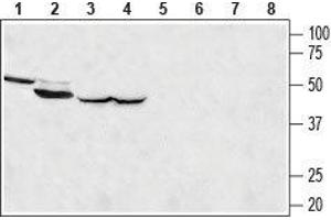 Western blot analysis of rat kidney (lanes 1 and 5), rat skeletal muscle (lanes 2 and 6), rat brain (lanes 3 and 7) and mouse brain (lanes 4 and 8) lysates: - 1-4. (MCU 抗体  (Mitochondrial Matrix, N-Term))