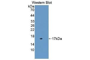 Western Blotting (WB) image for anti-Cystatin C (CST3) (AA 21-140) antibody (ABIN1077967) (CST3 抗体  (AA 21-140))