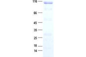 Western Blotting (WB) image for Protein Tyrosine Phosphatase, Receptor Type, N (PTPRN) protein (DYKDDDDK Tag) (ABIN5505753)