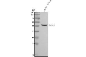 Western blot analysis of KLHL12 using anti-KLHL12 antibody (AZQ5U374).