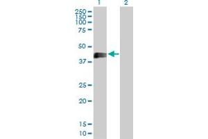 Western Blot analysis of EDA2R expression in transfected 293T cell line by EDA2R MaxPab polyclonal antibody. (Ectodysplasin A2 Receptor 抗体  (AA 1-297))