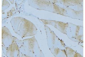 ABIN6276528 at 1/100 staining Mouse muscle tissue by IHC-P. (ATG4C 抗体  (N-Term))