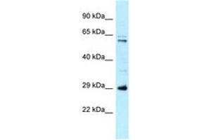 Image no. 1 for anti-Hydroxysteroid (17-Beta) Dehydrogenase 8 (HSD17B8) (AA 51-100) antibody (ABIN6747948) (HSD17B8 抗体  (AA 51-100))
