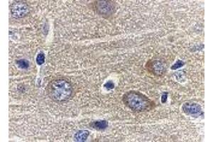 Immunohistochemistry of adiponectin in rat brain tissue with adiponectin antibody at 1 μg/ml. (ADIPOQ 抗体  (N-Term))