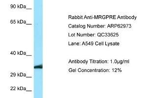 Western Blotting (WB) image for anti-MAS-Related GPR, Member E (MRGPRE) (C-Term) antibody (ABIN2789317) (MRGPRE 抗体  (C-Term))