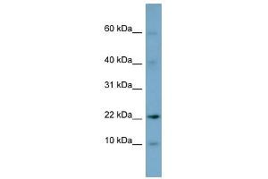 DPPA5 antibody used at 1 ug/ml to detect target protein. (DPPA5 抗体  (N-Term))