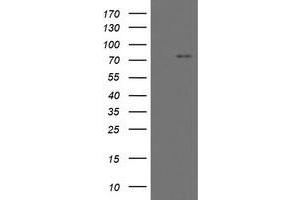 Image no. 3 for anti-Myoneurin (MYNN) (AA 10-300) antibody (ABIN1490792) (Myoneurin 抗体  (AA 10-300))