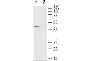 Western blot analysis of mouse colon lysate: - 1. (FFAR2 抗体  (Intracellular))