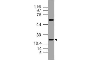 Image no. 1 for anti-Fibroblast Growth Factor 20 (FGF20) antibody (ABIN5027715) (FGF20 抗体)
