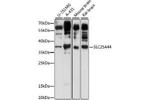 Western blot analysis of extracts of various cell lines, using SLC25A44 antibody (ABIN6293926) at 1:1000 dilution. (SLC25A44 抗体)