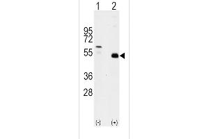 Western blot analysis of TRAF2 (arrow) using rabbit polyclonal TRAF2 Antibody (C-term) (ABIN392282 and ABIN2841948). (TRAF2 抗体  (C-Term))