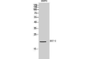 Western Blotting (WB) image for anti-Bone Marrow Stromal Cell Antigen 2 (BST2) (Internal Region) antibody (ABIN3181452) (BST2 抗体  (Internal Region))
