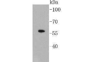 Lane 1: A549 Cell lysates, probed with Smad3 (3D1) Monoclonal Antibody  at 1:1000 overnight at 4˚C. (SMAD3 抗体)