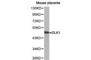 Western Blotting (WB) image for anti-delta-Like 1 Homolog (Drosophila) (DLK1) antibody (ABIN1872290)