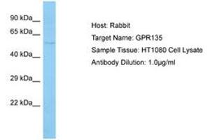 Image no. 1 for anti-G Protein-Coupled Receptor 135 (GPR135) (C-Term) antibody (ABIN6750103) (GPR135 抗体  (C-Term))